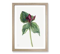 Big Box Art Whippoorwill Flower by Mary Vaux Walcott Framed Wall Art Picture Print Ready to Hang, Oak A2 (62 x 45 cm)