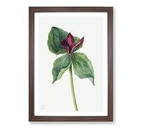 Big Box Art Whippoorwill Flower by Mary Vaux Walcott Framed Wall Art Picture Print Ready to Hang, Walnut A2 (62 x 45 cm)