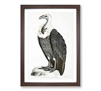 Big Box Art White-Backed Vulture by John Edward Gray Framed Wall Art Picture Print Ready to Hang, Walnut A2 (62 x 45 cm)
