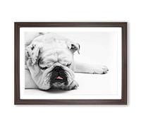 Big Box Art White British Bulldog Dog (1) Framed Wall Art Picture Print Ready to Hang, Walnut A2 (62 x 45 cm)