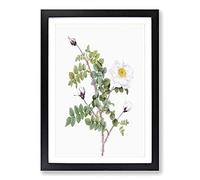 Big Box Art White Burnet Roses by Pierre-Joseph Redoute Framed Wall Art Picture Print Ready to Hang, Black A2 (62 x 45 cm)