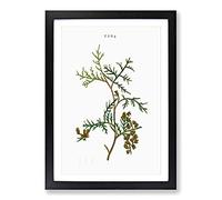 Big Box Art White Cedar Tree Branch by Pierre-Joseph Redoute Framed Wall Art Picture Print Ready to Hang, Black A2 (62 x 45 cm)