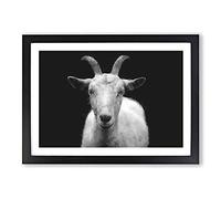 Big Box Art White Goat Vol.2 Painting Framed Wall Art Picture Print Ready to Hang, Black A2 (62 x 45 cm)