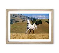 Big Box Art White Horse Running Landscape Framed Wall Art Picture Print Ready to Hang, Oak A2 (62 x 45 cm)