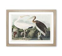 Big Box Art White Ibis Bird & Lobster by John James Audubon Framed Wall Art Picture Print Ready to Hang, Oak A2 (62 x 45 cm)
