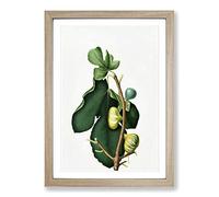 Big Box Art White-Peel Fig Tree by Giorgio Gallesio Framed Wall Art Picture Print Ready to Hang, Oak A2 (62 x 45 cm)