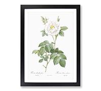 Big Box Art White Rose in Bloom by Pierre-Joseph Redoute Framed Wall Art Picture Print Ready to Hang, Black A2 (62 x 45 cm)
