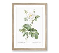 Big Box Art White Rose in Bloom by Pierre-Joseph Redoute Framed Wall Art Picture Print Ready to Hang, Oak A2 (62 x 45 cm)