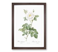 Big Box Art White Rose in Bloom by Pierre-Joseph Redoute Framed Wall Art Picture Print Ready to Hang, Walnut A2 (62 x 45 cm)
