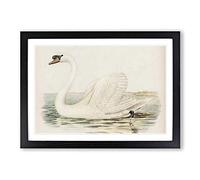 Big Box Art White Swan by Von Wright Framed Wall Art Picture Print Ready to Hang, Black A2 (62 x 45 cm)