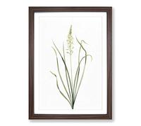 Big Box Art Wild Asparagus Flowers by Pierre-Joseph Redoute Framed Wall Art Picture Print Ready to Hang, Walnut A2 (62 x 45 cm)