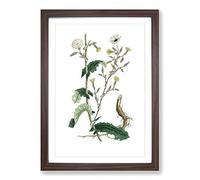 Big Box Art Wild Lettuce Illustration Framed Wall Art Picture Print Ready to Hang, Walnut A2 (62 x 45 cm)