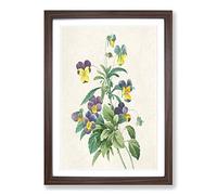 Big Box Art Wild Pansy Flowers by Pierre-Joseph Redoute Framed Wall Art Picture Print Ready to Hang, Walnut A2 (62 x 45 cm)