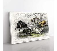 Big Box Art Wild Pig Illustration by Oliver Goldsmith Canvas Wall Art Print Ready to Hang Picture, 76 x 50 cm (30 x 20 Inch), White, Grey, Green, Black, Green