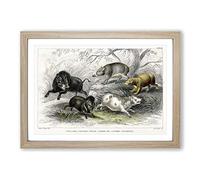 Big Box Art Wild Pig Illustration by Oliver Goldsmith Framed Wall Art Picture Print Ready to Hang, Oak A2 (62 x 45 cm)