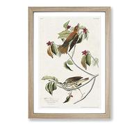 Big Box Art Wood Thrush Birds by John James Audubon Framed Wall Art Picture Print Ready to Hang, Oak A2 (62 x 45 cm)