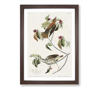 Big Box Art Wood Thrush Birds by John James Audubon Framed Wall Art Picture Print Ready to Hang, Walnut A2 (62 x 45 cm)
