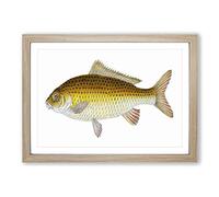 Big Box Art Yellow Carp Fish by Edward Donovan Framed Wall Art Picture Print Ready to Hang, Oak A2 (62 x 45 cm)