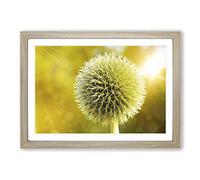 Big Box Art Yellow Flower Globe Thistle (2) Framed Wall Art Picture Print Ready to Hang, Oak A2 (62 x 45 cm)