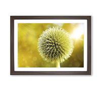 Big Box Art Yellow Flower Globe Thistle (2) Framed Wall Art Picture Print Ready to Hang, Walnut A2 (62 x 45 cm)