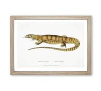 Big Box Art Yellow Monitor Lizard by John Edward Gray Framed Wall Art Picture Print Ready to Hang, Oak A2 (62 x 45 cm)
