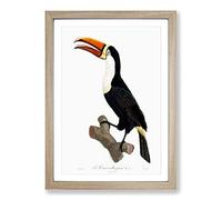 Big Box Art Yellow Necklace Toucan by Jacques Barraband Framed Wall Art Picture Print Ready to Hang, Oak A2 (62 x 45 cm)