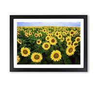 Big Box Art Yellow Sunflower Flowers Framed Wall Art Picture Print Ready to Hang, Black A2 (62 x 45 cm)