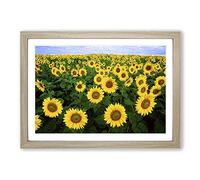 Big Box Art Yellow Sunflower Flowers Framed Wall Art Picture Print Ready to Hang, Oak A2 (62 x 45 cm)