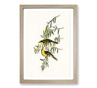 Big Box Art Yellow-Tufted Honeyeater by Elizabeth Gould Framed Wall Art Picture Print Ready to Hang, Oak A2 (62 x 45 cm)