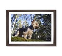 Big Box Art Yorkshire Terrier Dog Forest Framed Wall Art Picture Print Ready to Hang, Walnut A2 (62 x 45 cm)