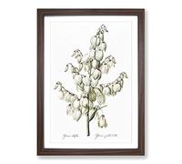 Big Box Art Yucca Flowers by Pierre-Joseph Redoute Framed Wall Art Picture Print Ready to Hang, Walnut A2 (62 x 45 cm)