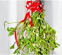 Big Bunches of Real Fresh Organic Mistletoe Tied with Red Ribbon. Direct from our Family Farm