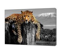 Big Cat Leopard Lying Black White Background Picture on Framed Canvas Wall Art 40’’ x 30’’ inch(102x 76 cm)-18mm Depth