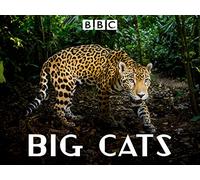 Big Cats, Season 1