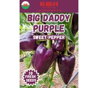 Big Daddy Purple Sweet Pepper Seeds - 10 Fresh Seeds