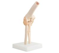 Big Elbow Joint Model Human Elbow Joint Model Anatomy Model Human Elbow Joint Model with Ligaments with Lightweight Display Base Anatomical Model for Study Display Teaching