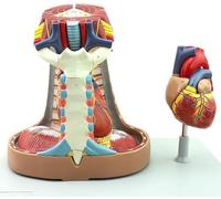Big Working Heart Model, Mediastinum Anatomy Model, Heart Anatomical Model, Biology Teaching Model, Sternum Thymus and Mediastinum Medical Anatomical for Classroom and Cardiology Study