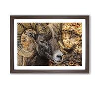 Bighorn Ram Sheep Framed Print | A2 Walnut Framed Wall Art | Ready to Hang | Modern Animal Picture | Living Room Bedroom Lounge Office