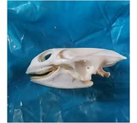 BIGIX Turtle Skull Specimen, Real Animal Skull Bone Specimen, Taxidermy Exquisite Collection Skull Decoration for Home, Collectibles Study