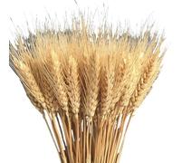 Bigougem 100 Stems 50cm-60cm Dried Wheat Grass Bundle Natural Artificial Wheat Dried Flowers for Fireplace Home Kitchen Church Wedding Store Decorative Autumn Decorations (Light Yellow)