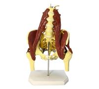 Bilateral Human Lumbar Spine Bone Model, Medical Science with Pelvic Floor Muscle Anatomy Model, Nerves Hip Joint Demonstration of pelvic floor muscle repair, for Medical Teaching.