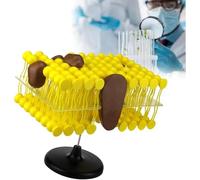Bilayer Cell Membrane Structure Model, 3D Flow Cell Membrane Anatomy Teaching Tool, Lipid Bilayer & Proteins Structure Educational Teaching Model