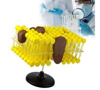 Bilayer Cell Membrane Structure Teaching Model, 3D Lipid Bilayer Model for Teaching, Cell Membrane Structure Anatomy Model, Cell Membrane Flow Mosaic for Biological Teaching Demonstration