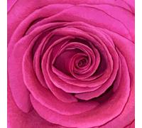 Bilderbuch - Gelb Ist Das Feld