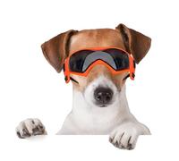 BillionChains Dog Glasses with Adjustable Strap, Dog Sunglasses, UV Protection, Windproof, Dog Glasses for Dogs, Orange