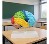 BinaryABC Life Size Human Half Brain Anatomy Model Colored Medical Teaching Tool for Kids Educational Science Kits with Detailed Brain Structure