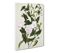 Bindweed Flowers By Sarah Featon Canvas Print | Gallery Wrapped 30mm Frame Wall Art | 30x20 inches | Ready to Hang | Retro Floral Picture | Living Room Bedroom Lounge Office