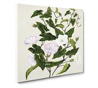 Bindweed Flowers by Sarah Featon Vintage Canvas Wall Art Print Ready to Hang, Framed Picture for Living Room Bedroom Home Office Décor, 14x14 Inch (35x35 cm)