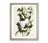 Bindweed Flowers By Sarah Featon Vintage Framed Wall Art Print, Ready to Hang Picture for Living Room Bedroom Home Office Décor, Oak A4 (34 x 25 cm)
