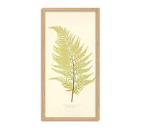 Biodiversity Fern Light Green Leaf Long Framed Art Print Wall Poster 25x12 inch